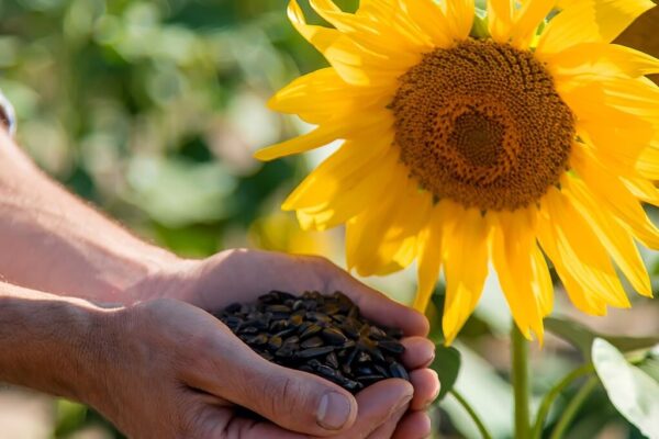 Chaco da el puntapié a la nueva campaña con el girasol y quiere volver a brillar tras una cosecha opaca