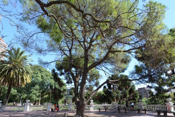 Día del Árbol: ¿Por qué se celebra el 29 de agosto?