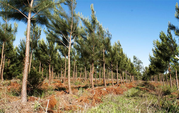 La superficie forestal de Argentina «crece», pero la inversión se estanca