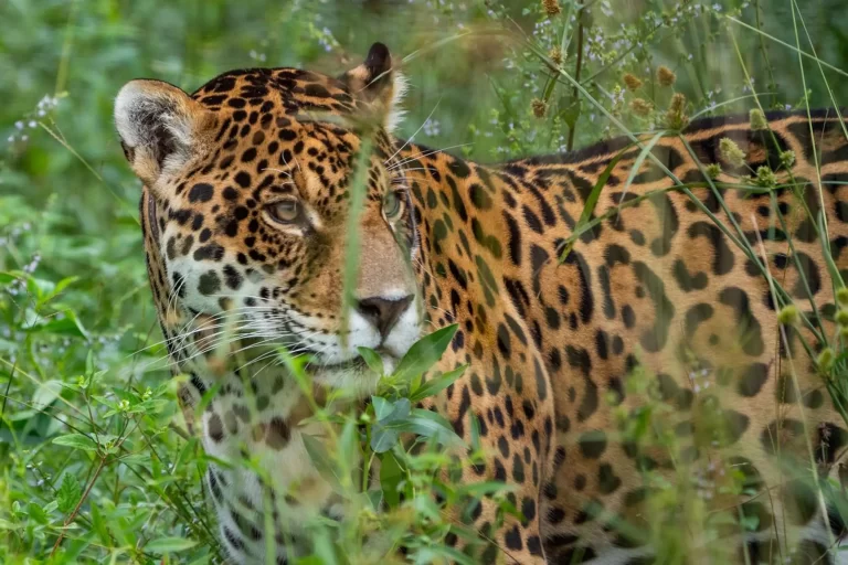 IBERÁ RENACE