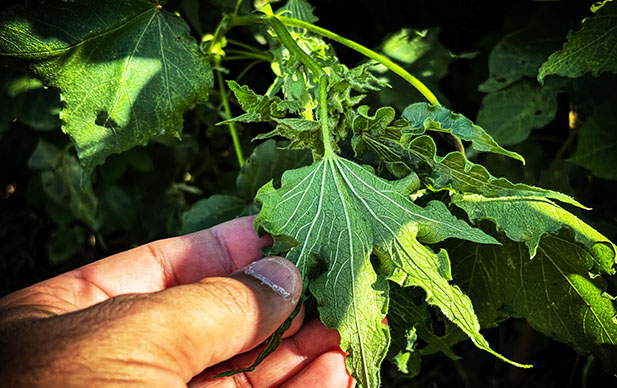 Dura advertencia de un productor chaqueño: “Los hormonales amenazan el futuro del algodón”