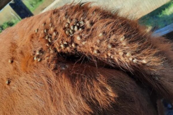 Entre Ríos: Avanza el bicho en la zona y se estiman perdidas por más de 100 millones de dólares