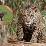 BELLEZA! Crece la población de yaguareté y los avistajes son cada vez más frecuentes en Corrientes