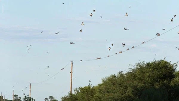 CHACO: Ataque de palomas: el gobierno convoca a la Coprosave