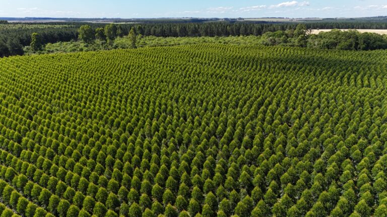 El Ministerio de Producción de Corrientes incorporó el uso de drones para los relevamientos de plantaciones forestales