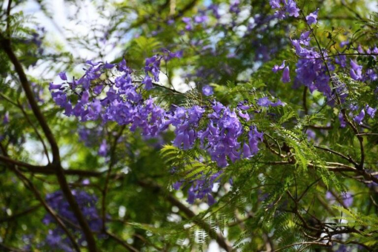Clima en Corrientes: Jueves agradable y soleado para éste jueves