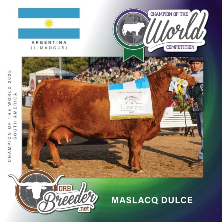 Una joya olavarriense brilla en el mundo: Maslacq Dulce de Cabaña La Elisa, fue elegida “Miss South America”en ORB Breeder World Competition