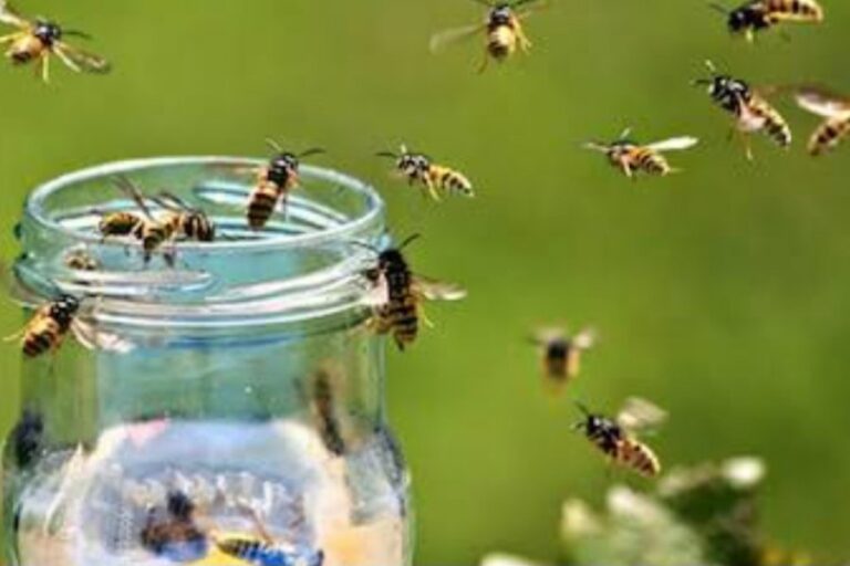 Argentina: Sueltan avispas benéficas en Corrientes para frenar el avance del HLB en cítricos