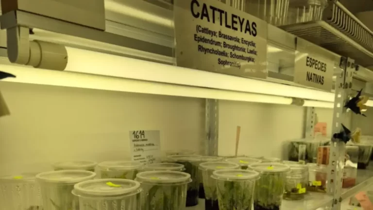 Hallaron en Corrientes una orquídea que no se registraba en Argentina desde 1908