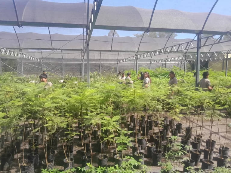 CORRIENTES: Vivero Forestal Provincial: un trabajo colaborativo