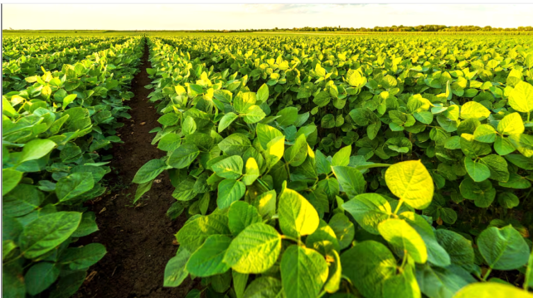 El Gobierno formalizó la reducción de retenciones al agro, fijó un cronograma de bajas hasta 2028 y hay una sorpresa con un diferencial