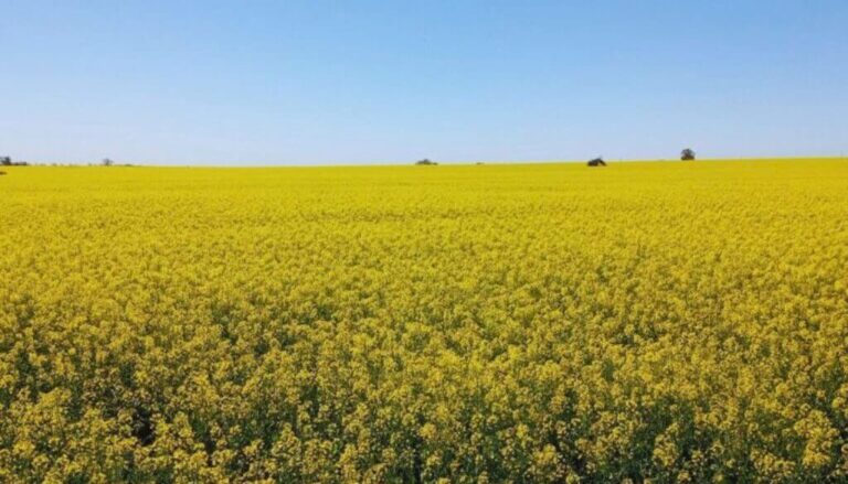 Las “flores amarillas” que siembra el campo: colza, camelina y carinata, cada vez más firmes en la rotación.